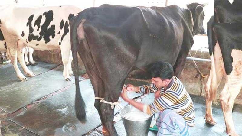 দুধ ও মাংস উৎপাদন বাড়াতে ৪৪ কোটি টাকা ঋণ দেবে সরকার