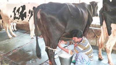 দুধ ও মাংস উৎপাদন বাড়াতে ৪৪ কোটি টাকা ঋণ দেবে সরকার