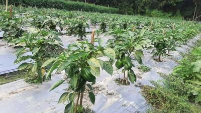 সোনাগাজীতে ক্যাপসিকাম চাষে আগ্রহ বাড়ছে কৃষকের