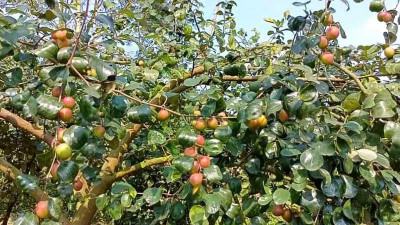 বরই চাষে সাফল্য পাচ্ছেন ঝালকাঠিতে চাষীরা