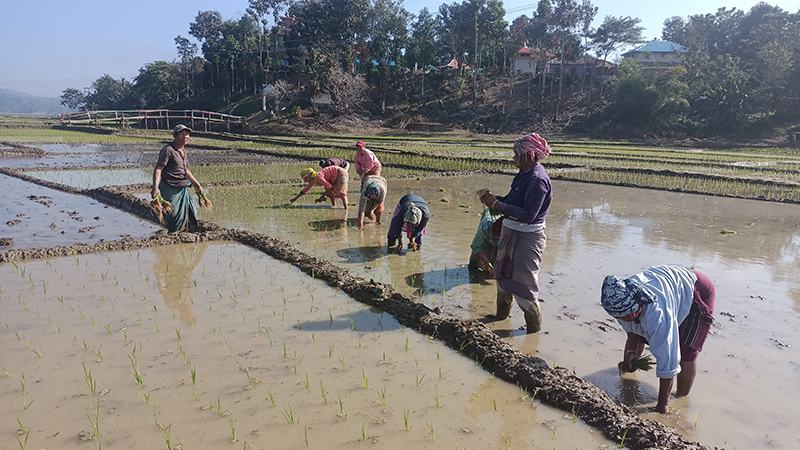 নির্ধারিত সময়ে বোরো ধান ঘরে তোলা নিয়ে শঙ্কা