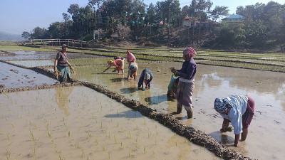 নির্ধারিত সময়ে বোরো ধান ঘরে তোলা নিয়ে শঙ্কা