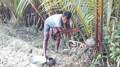 গোলগাছের ডগার রসে তৈরি হচ্ছে সুস্বাদু গুড়