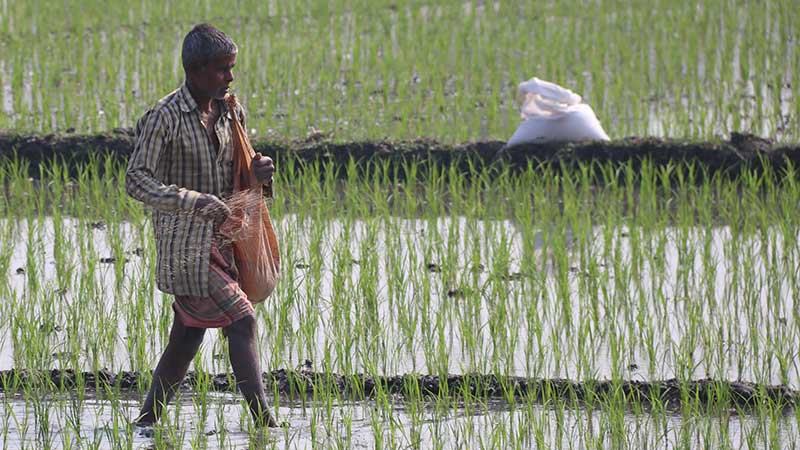 যশোরে এমওপি সার সংকট বোরো আবাদে খরচ বাড়ছে