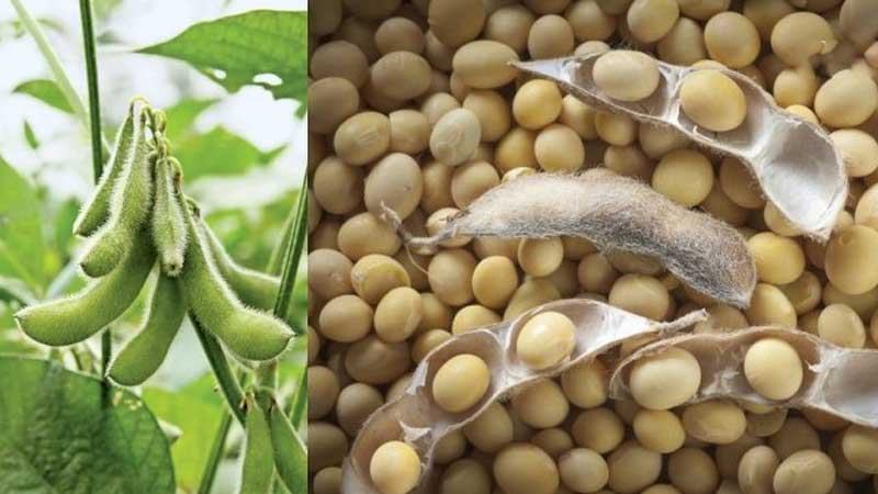 সয়াবিন উৎপাদনে নতুন মাত্রা যোগ করছে বিইউ-১ ও ২