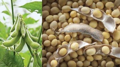 সয়াবিন উৎপাদনে নতুন মাত্রা যোগ করছে বিইউ-১ ও ২