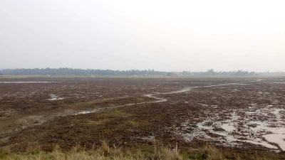 হুমকির মুখে সিলেটের লাল শাপলা বিল