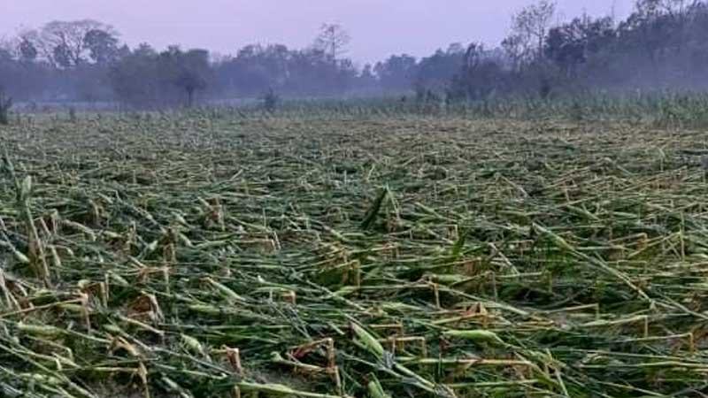 কৃষকের ২৪২ কোটি টাকার ফসলের ক্ষতি