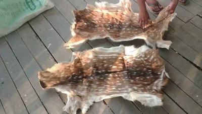 শরণখোলায় হরিণের দুটি চামড়া উদ্ধার
