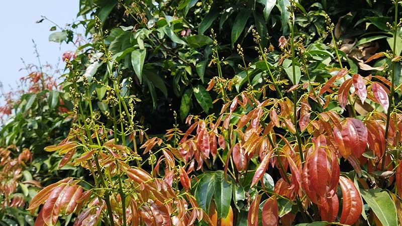 দিনাজপুরে লিচুবাগানে মুকুলের সমারোহ, ভালো ফলনের আশা