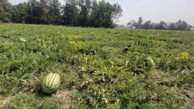 ফেনীর চরাঞ্চলে তরমুজ চাষে সাফল্য নোয়াখালীর কৃষকদের