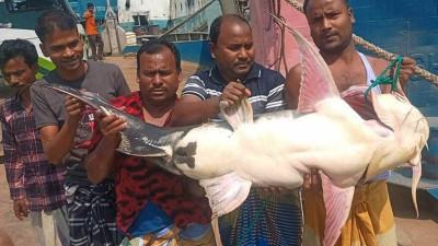 ৪৫ হাজারে বিক্রি ৩৫ কেজির বাঘাইড়