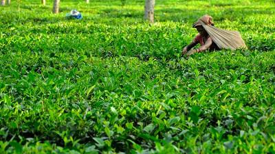 শতভাগ বিক্রি দিয়ে শেষ হলো মৌসুম