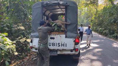 বিদ্যুতের খোলা তার ও সড়কপথ যেন বন্যপ্রাণীর মরণফাঁদ