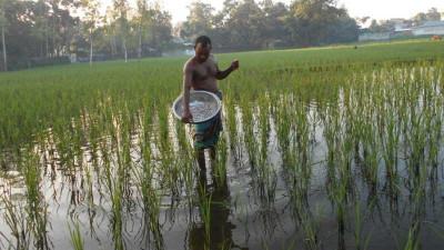কৃত্রিম সংকট দেখিয়ে খুলনায় বেশি দামে সার বিক্রির অভিযোগ
