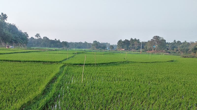 বোরোর কাঙ্ক্ষিত ফলন পাচ্ছেন না রাঙ্গামাটির চাষীরা