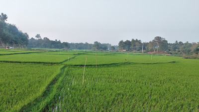 বোরোর কাঙ্ক্ষিত ফলন পাচ্ছেন না রাঙ্গামাটির চাষীরা