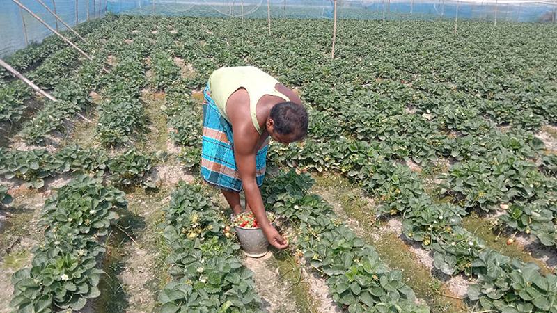 জয়পুরহাটে উৎপাদিত স্ট্রবেরি বাজারজাতের ব্যবস্থা নেই