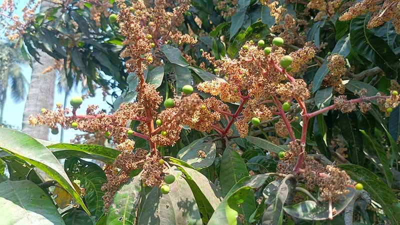 রাজশাহীতে রেকর্ড আম উৎপাদনের আশা