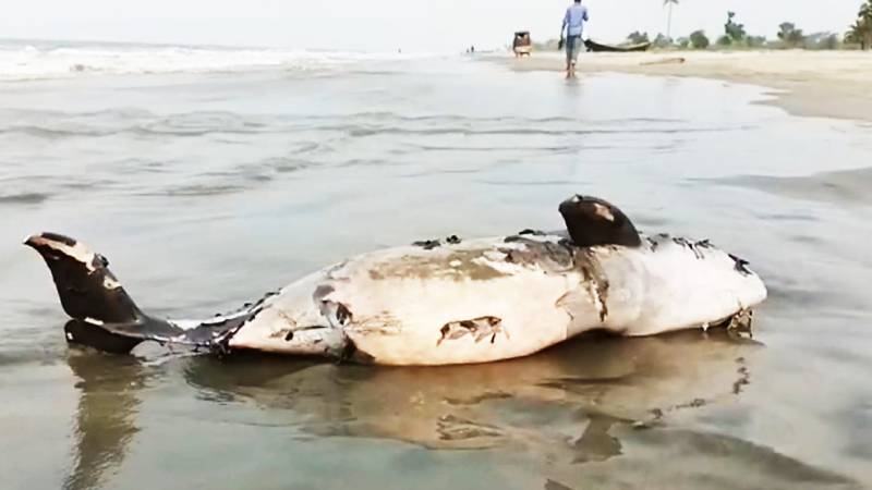 কুয়াকাটা সৈকতে ভেসে এল মৃত ডলফিন