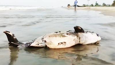কুয়াকাটা সৈকতে ভেসে এল মৃত ডলফিন
