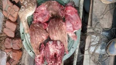 সুন্দরবনে নৌকাসহ হরিণের মাংস জব্দ