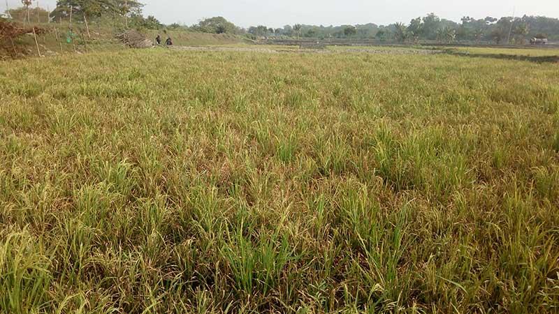সাতক্ষীরায় বোরো খেতে ব্লাস্টের আক্রমণ