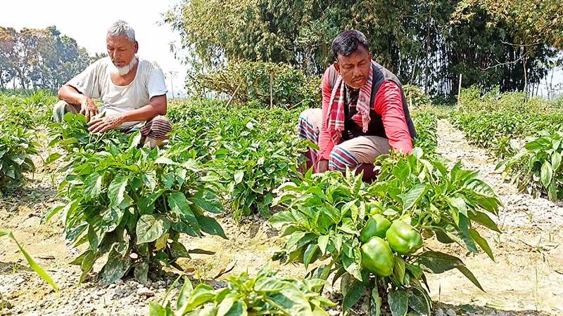 জয়পুরহাটে ক্যাপসিকাম চাষে আগ্রহ বাড়ছে কৃষকের
