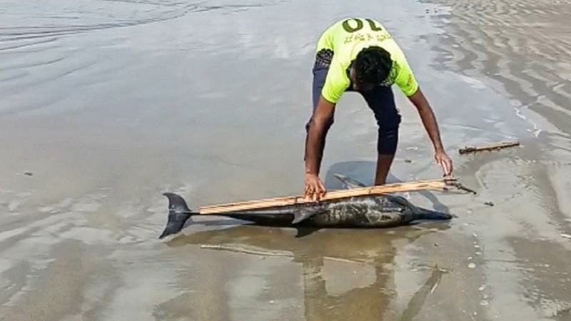 পটুয়াখালী সৈকতে এবার ভেসে এল মৃত ইরাবতী ডলফিন