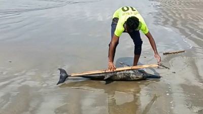পটুয়াখালী সৈকতে এবার ভেসে এল মৃত ইরাবতী ডলফিন