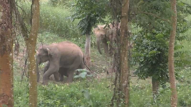 শেরপুর সীমান্তে ফসল রক্ষায়  রাত জেগে পাহারা