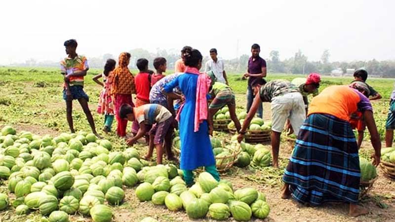 রমজানে বাঙ্গির দাম পেয়ে খুশি নাটোরের চাষীরা