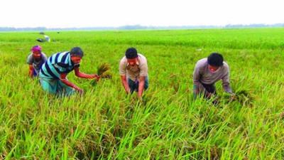 দ্রুত ধান কাটার আহ্বান সুনামগঞ্জ জেলা প্রশাসকের