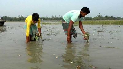 কুড়িগ্রামে নদীর পানি বৃদ্ধি ফসল নষ্টের আশঙ্কা
