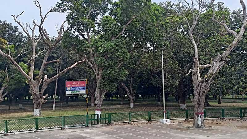 পরিচর্যার অভাবে মরে যাচ্ছে মুজিবনগরের আম গাছ