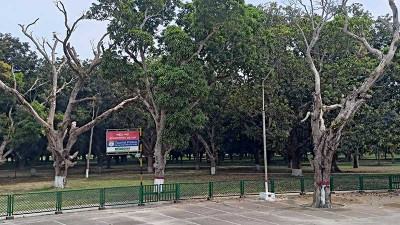 পরিচর্যার অভাবে মরে যাচ্ছে মুজিবনগরের আম গাছ