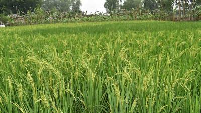 বগুড়ায় সাড়ে ৮ লাখ টন চাল উৎপাদনের আশা