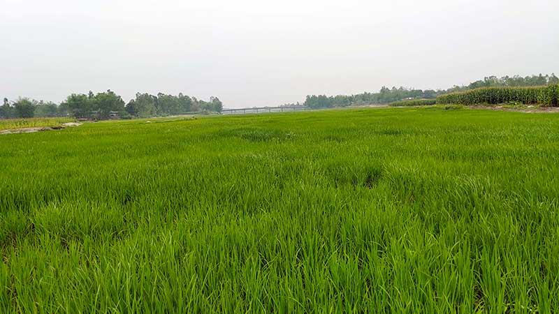 শুকনো মৌসুমে আবাদি জমিতে রূপ নিচ্ছে লালমনিরহাটের চার নদী
