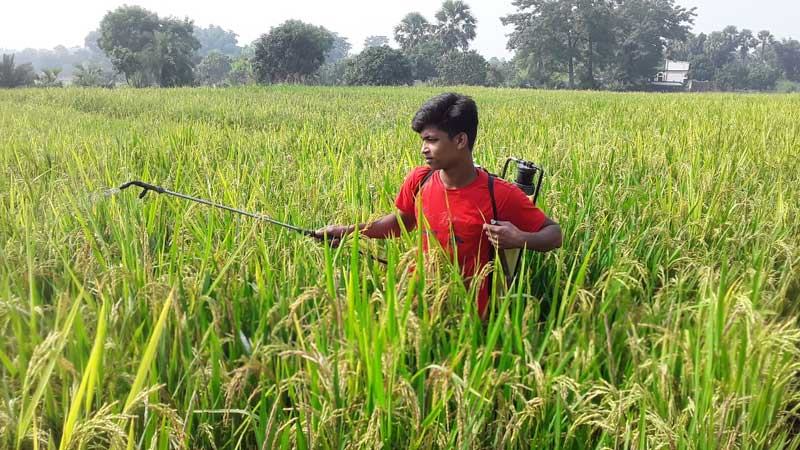 যশোরে বোরো ধানের খেতে পোকার আক্রমণে দিশেহারা কৃষক
