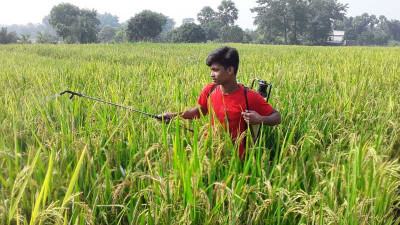 যশোরে বোরো ধানের খেতে পোকার আক্রমণে দিশেহারা কৃষক