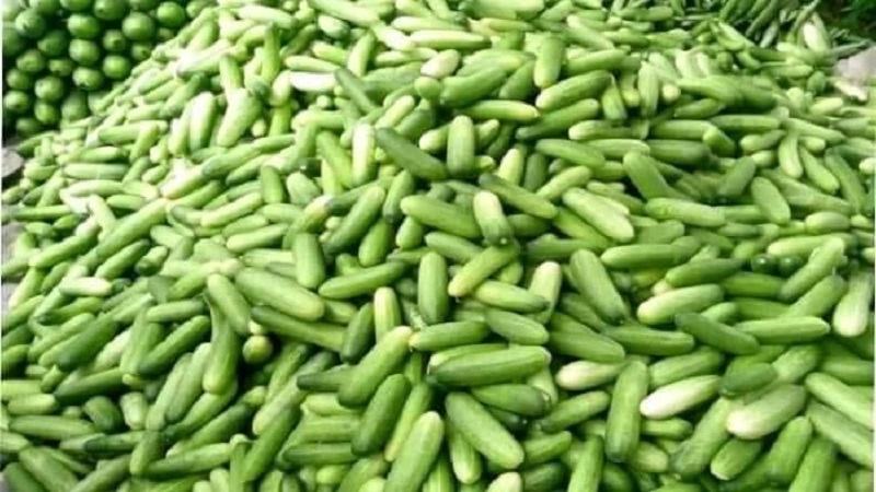 ক্রেতা সঙ্কট, ময়মনসিংহে শসার কেজি ৪ টাকা