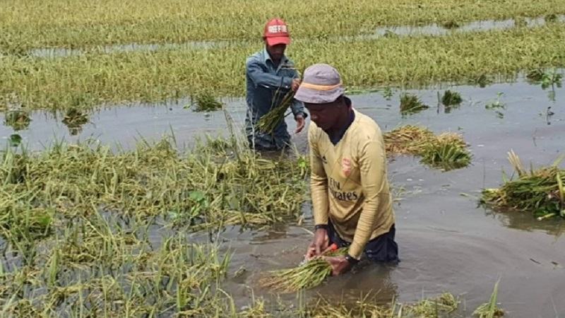 পানির নিচে ৩৫০ হেক্টর ধানী জমি, নাসিরনগরে কৃষকের কান্না