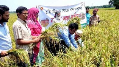 নেত্রকোনায় নদ-নদীর পানি কমছে, উঁচু জমিতে ধান কাটা শুরু