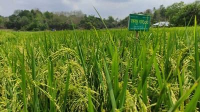 বান্দরবানে বঙ্গবন্ধু ব্রি-১০০ ধান চাষে আগ্রহী কৃষক
