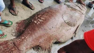 সেন্টমার্টিনে জেলেদের জালে ১৫০ কেজির বোল মাছ