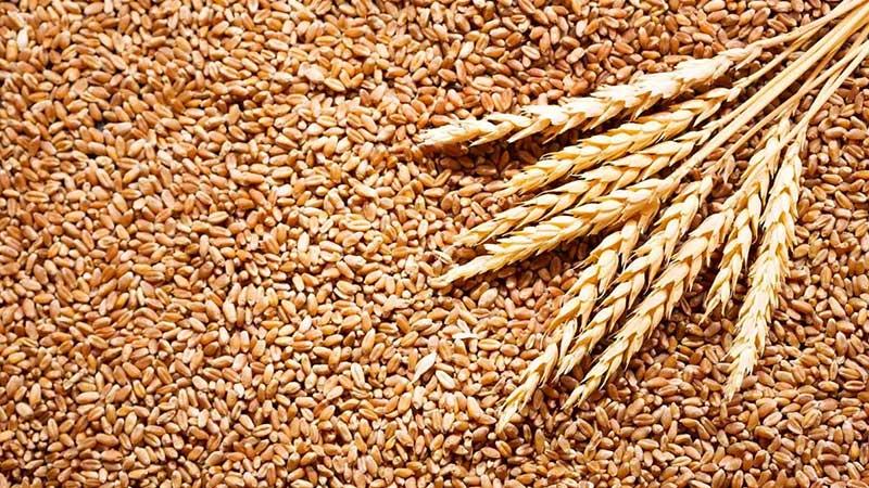 ৯ মাসে ১ হাজার ৩০০ কোটি টাকার গম আমদানি