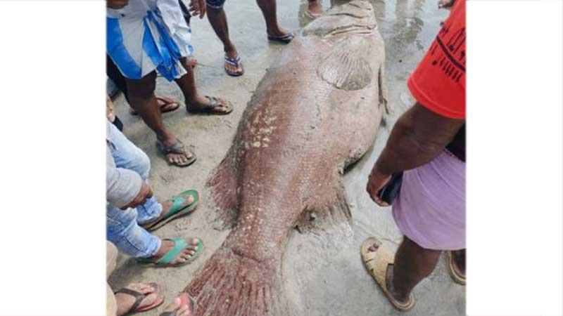 সেন্ট মার্টিনে ধরা পড়ল ১৫০ কেজির ভোল মাছ