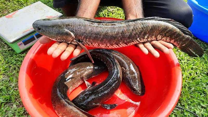 শোল মাছের কৃত্রিম প্রজনন কৌশল উদ্ভাবন