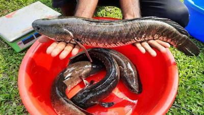 শোল মাছের কৃত্রিম প্রজনন কৌশল উদ্ভাবন