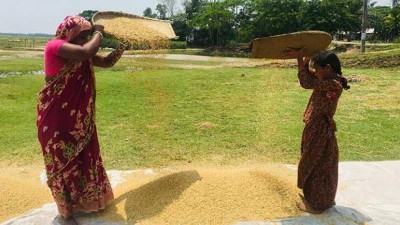 হাওরে ধান মাড়াই ও শুকাতে ব্যস্ত কৃষক